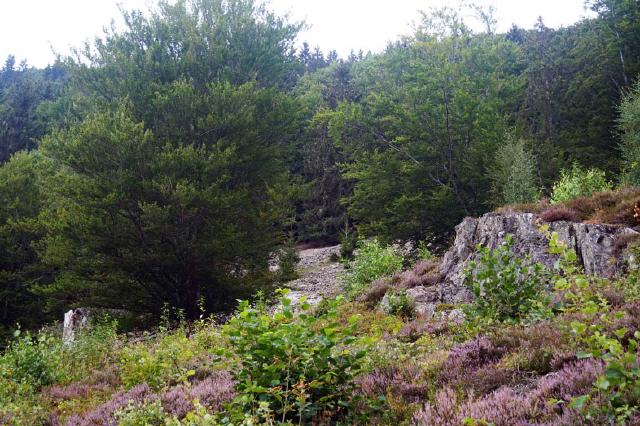 Halde am Berg oberhalb von Brandenberg